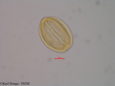 Neochevalierodendron stephanii - lame n° 40562