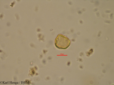 Nesogordonia dewevrei - lame n° 12708