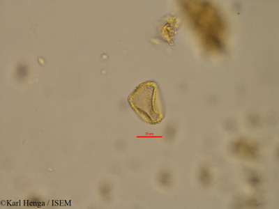 Nesogordonia dewevrei - lame n° 12708