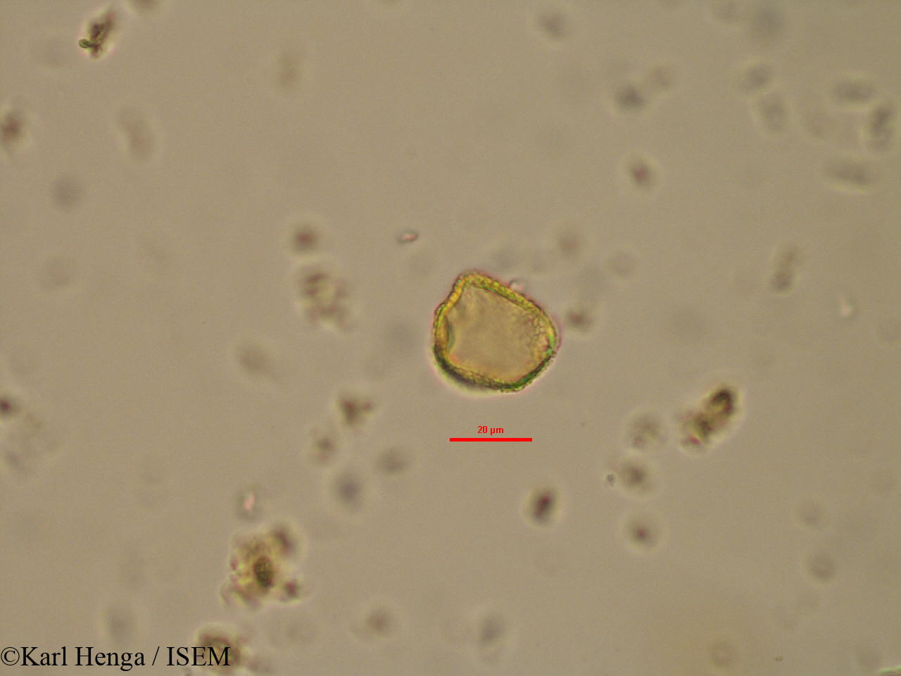 Karl.Henga/Nesogordonia_dewevrei_12708/Nesogordonia_dewevrei_12708_0004(copy).jpg