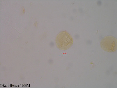 Karl.Henga/Nesogordonia_papaverifera_35066/Nesogordonia_papaverifera_35066_0001(copy)_thumb.jpg