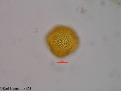 Karl.Henga/Neurotheca_loeselioides_23065/Neurotheca_loeselioides_23065_0001(copy)_thumb.jpg