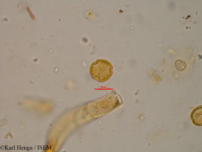 Newtonia zenkeri - lame n° 12362