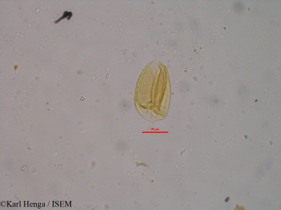 Karl.Henga/Nymphaea_maculata_14969/Nymphaea_maculata_14969_0001(copy)_thumb.jpg