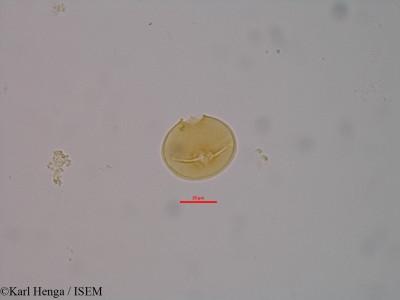 Ochthocosmus africanus - lame n° 25884