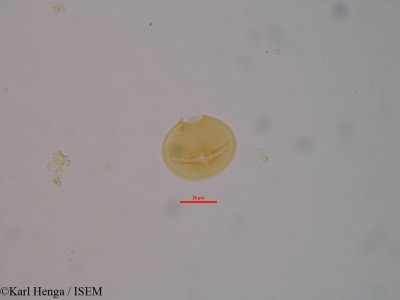 Ochthocosmus africanus - lame n° 25884