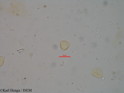 Karl.Henga/Olax_latifolia_552/Olax_latifolia_552_0001(copy)_thumb.jpg