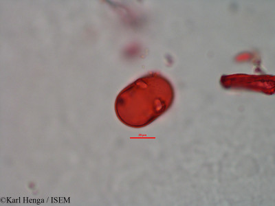 Karl.Henga/Omphalocarpum_procerum_28169/Omphalocarpum_procerum_28169_0001(copy)_thumb.jpg