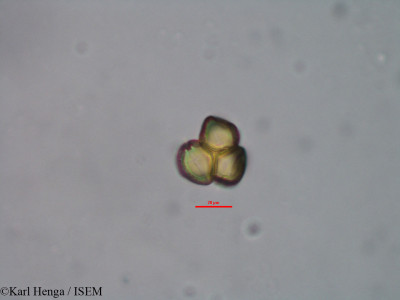 Karl.Henga/Oncoba_spinosa_37736/Oncoba_spinosa_37736_0001(copy)_thumb.jpg