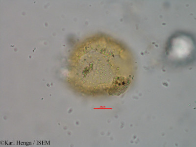 Karl.Henga/Ottelia_ulvifolia_20018/Ottelia_ulvifolia_20018_0001(copy)_thumb.jpg