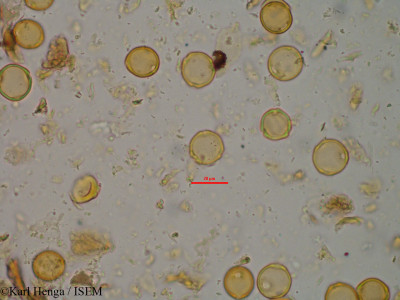 Karl.Henga/Ouratea_flava_19585/Ouratea_flava_19585_0001(copy)_thumb.jpg