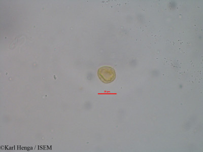 Karl.Henga/Ouratea_myrioneura_19493/Ouratea_myrioneura_19493_0001(copy)_thumb.jpg