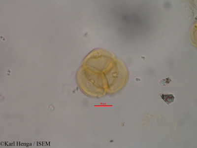 Karl.Henga/Oxyanthus_gerrardii_7968/Oxyanthus_gerrardii_7968_0001(copy)_thumb.jpg