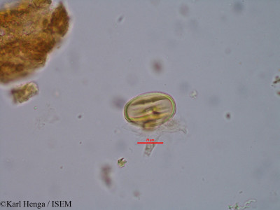 Pachystela brevipes - lame n° 34815