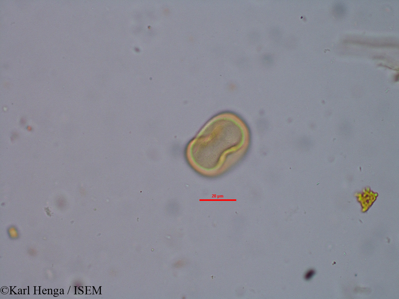 Karl.Henga/Pachystela_brevipes_34815/Pachystela_brevipes_34815_0004(copy).jpg