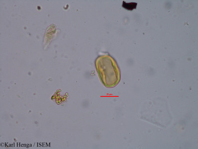 Pachystela brevipes - lame n° 34815