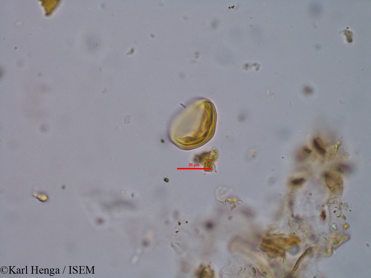Karl.Henga/Pachystela_brevipes_34815/Pachystela_brevipes_34815_0006(copy).jpg