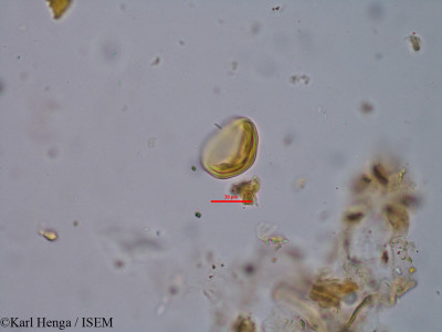 Pachystela brevipes - lame n° 34815