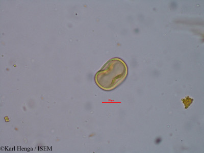 Pachystela brevipes - lame n° 34815