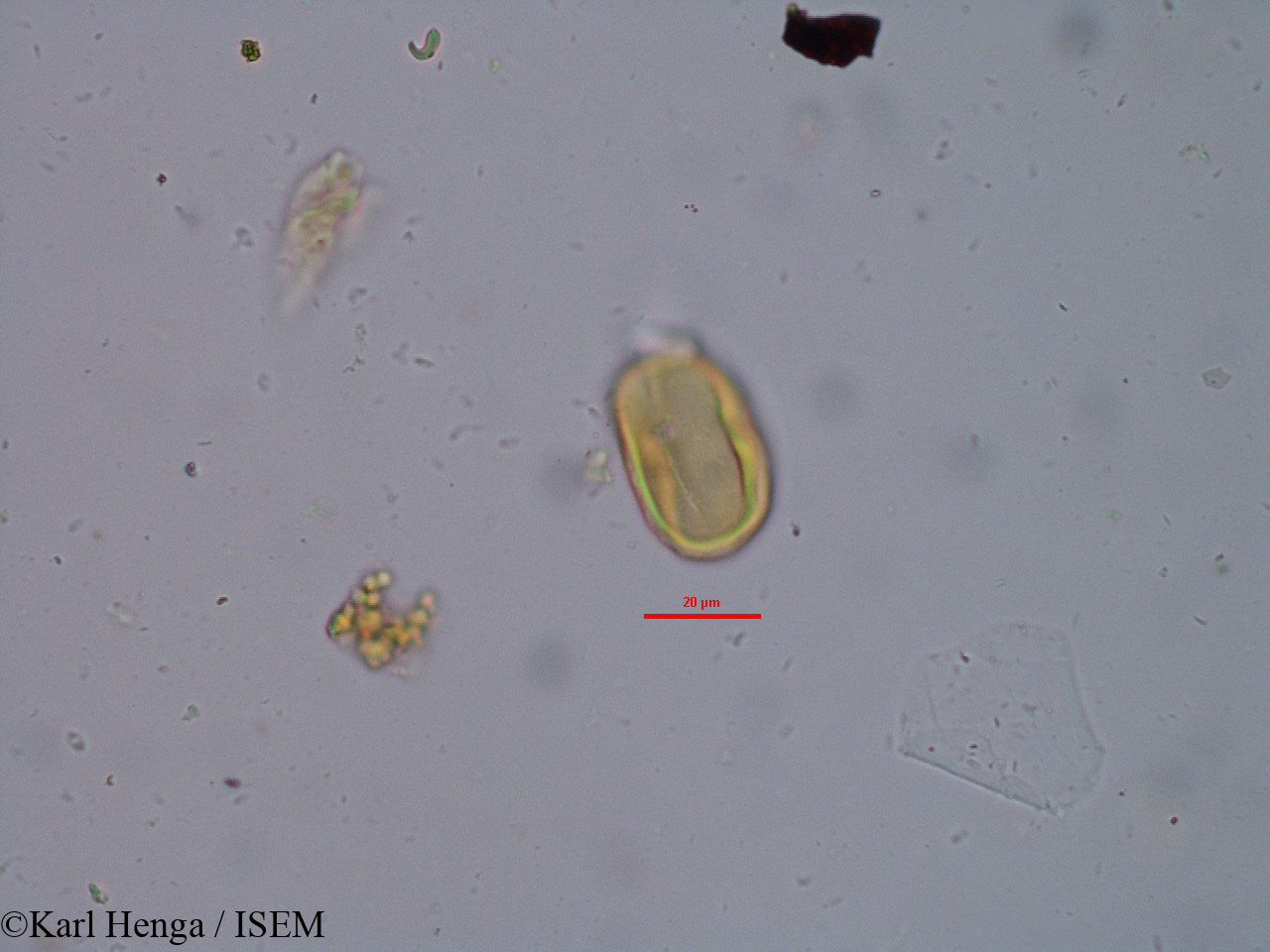 Karl.Henga/Pachystela_brevipes_34815/Pachystela_brevipes_34815_0008(copy).jpg