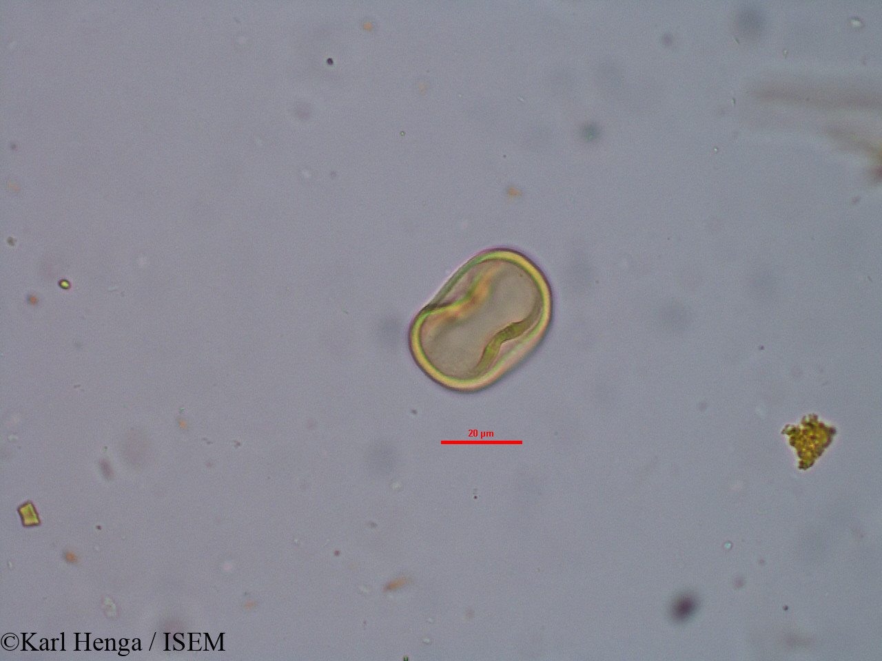 Karl.Henga/Pachystela_brevipes_34815/Pachystela_brevipes_34815_0009(copy).jpg