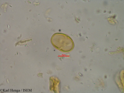 Pachystela msolo - lame n° 10030