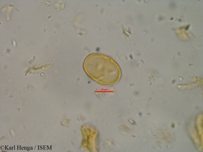 Pachystela msolo - lame n° 10030