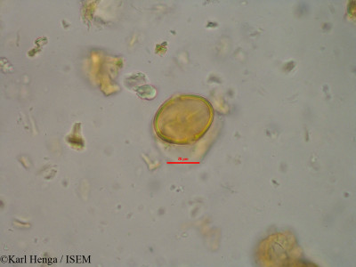 Pachystela msolo - lame n° 10030