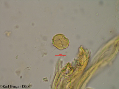 Parinari congensis - lame n° 40131