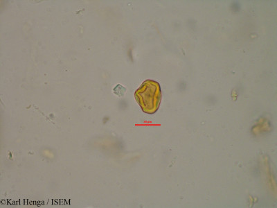 Parinari congensis - lame n° 40131