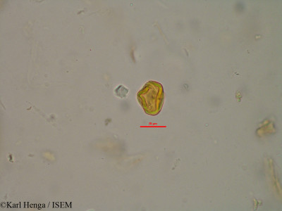 Parinari congensis - lame n° 40131