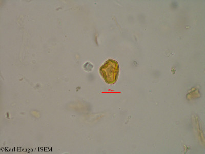 Parinari congensis - lame n° 40131