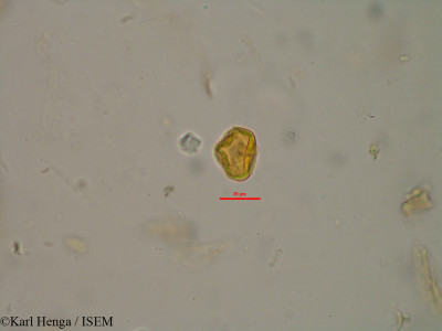 Parinari congensis - lame n° 40131