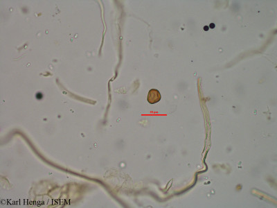 Parinari excelsa - lame n° 40125