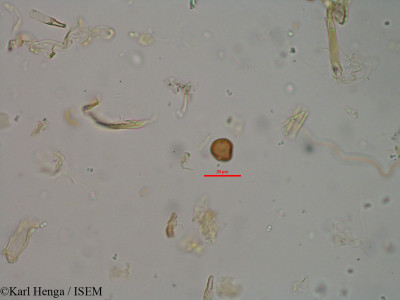 Parinari excelsa - lame n° 40125