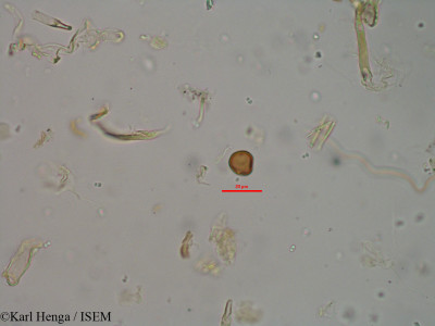 Parinari excelsa - lame n° 40125