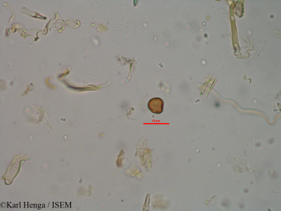 Parinari excelsa - lame n° 40125