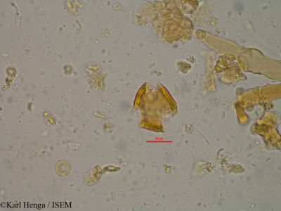 Karl.Henga/Parinari_tessmannii_688/Parinari_tessmannii_688_0001(copy)_thumb.jpg