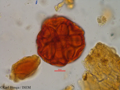 Parkia filicoidea - lame n° 7460