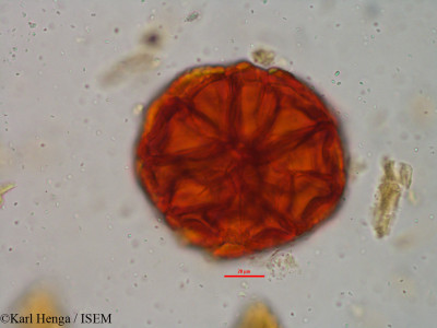 Parkia filicoidea - lame n° 7460