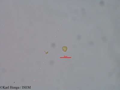 Karl.Henga/Pausinystalia_macroceras_47321/Pausinystalia_macroceras_47321_0001(copy)_thumb.jpg