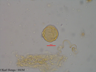 Pavetta hispidula - lame n° 9690