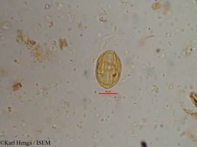 Pavetta hispidula - lame n° 9690