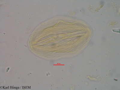 Pellegriniodendron diphyllum - lame n° 15160