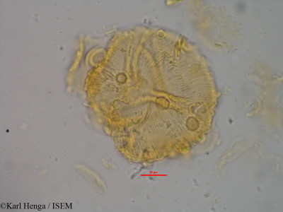 Pellegriniodendron diphyllum - lame n° 15160