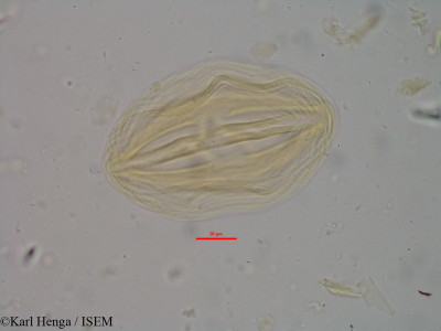 Pellegriniodendron diphyllum - lame n° 15160