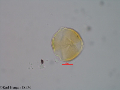 Karl.Henga/Pentaclethra_eetveldeana_43202/Pentaclethra_eetveldeana_43202_0001(copy)_thumb.jpg