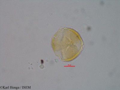 Pentaclethra eetveldeana - lame n° 43202