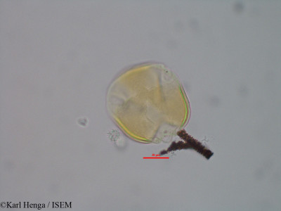 Pentaclethra eetveldeana - lame n° 43202