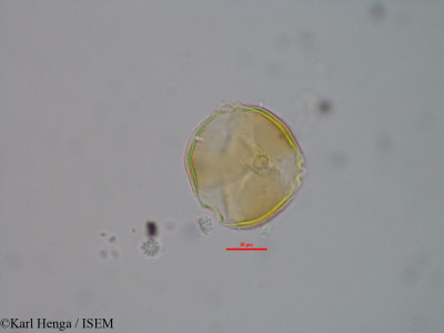 Pentaclethra eetveldeana - lame n° 43202